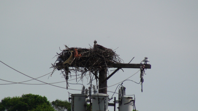 Osprey mama in nest.
