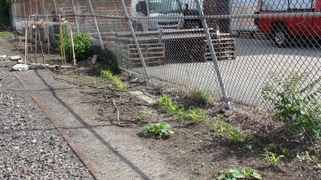 Small garden by trail.